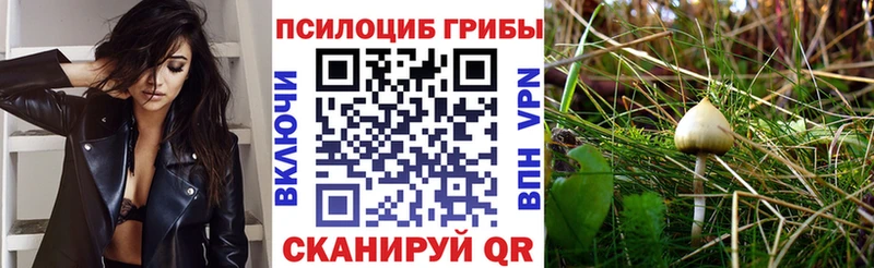 Купить где  Майкоп  Галлюциногенные грибы GOLDEN TEACHER 